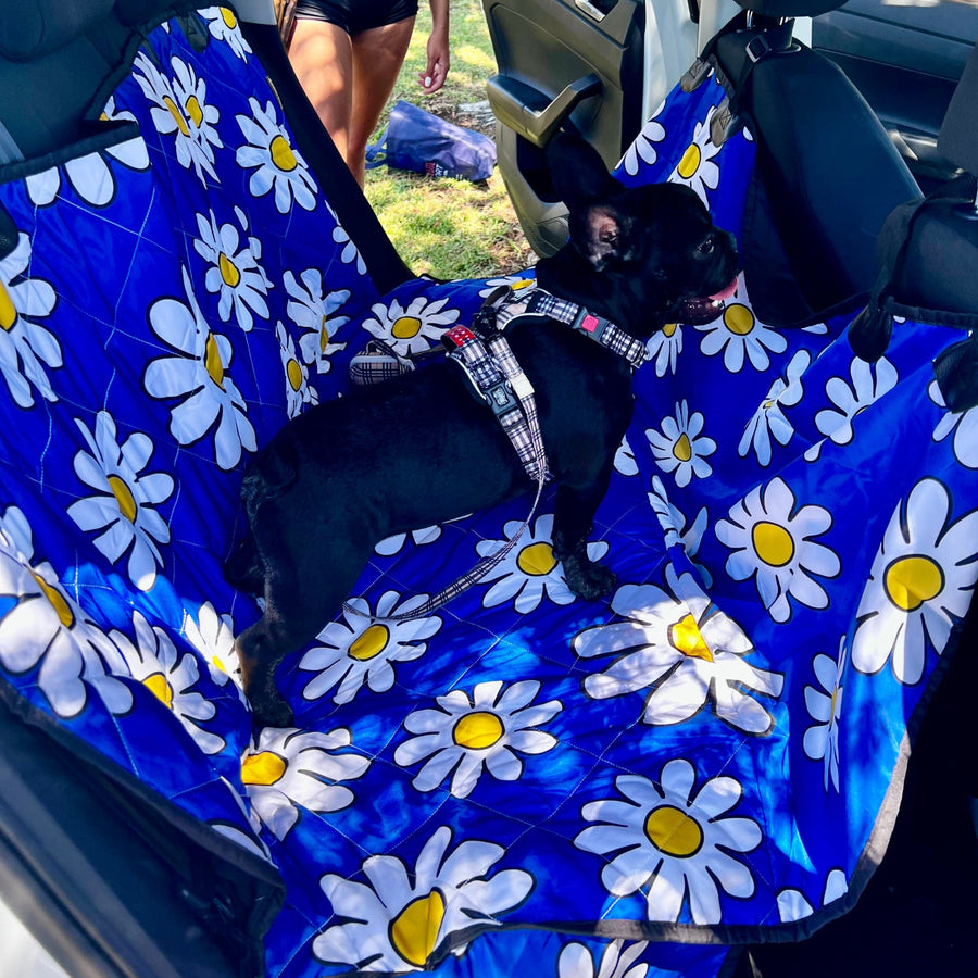 Black French bulldog standing on a blue dog car seat cover in the back of a car.