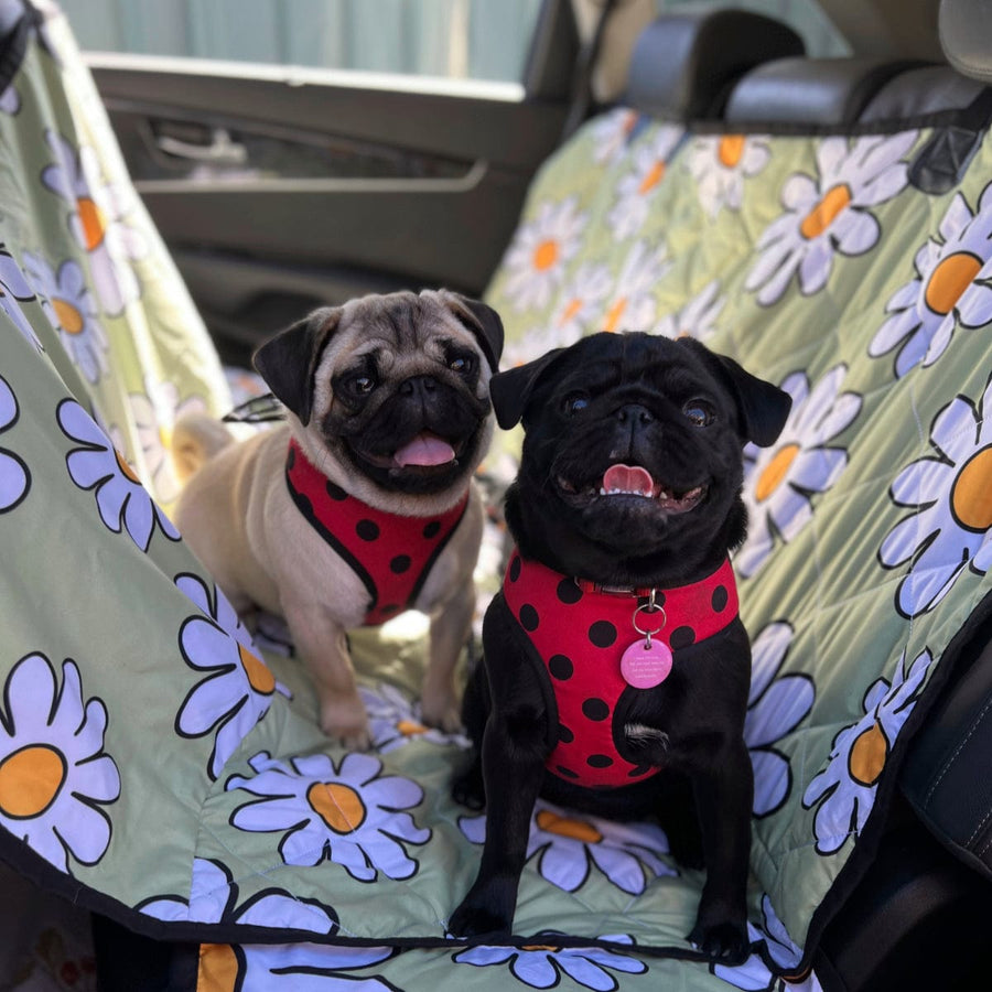 Sage Green Daisy Dog Car Seat Covers with a dog sitting on it in a car
