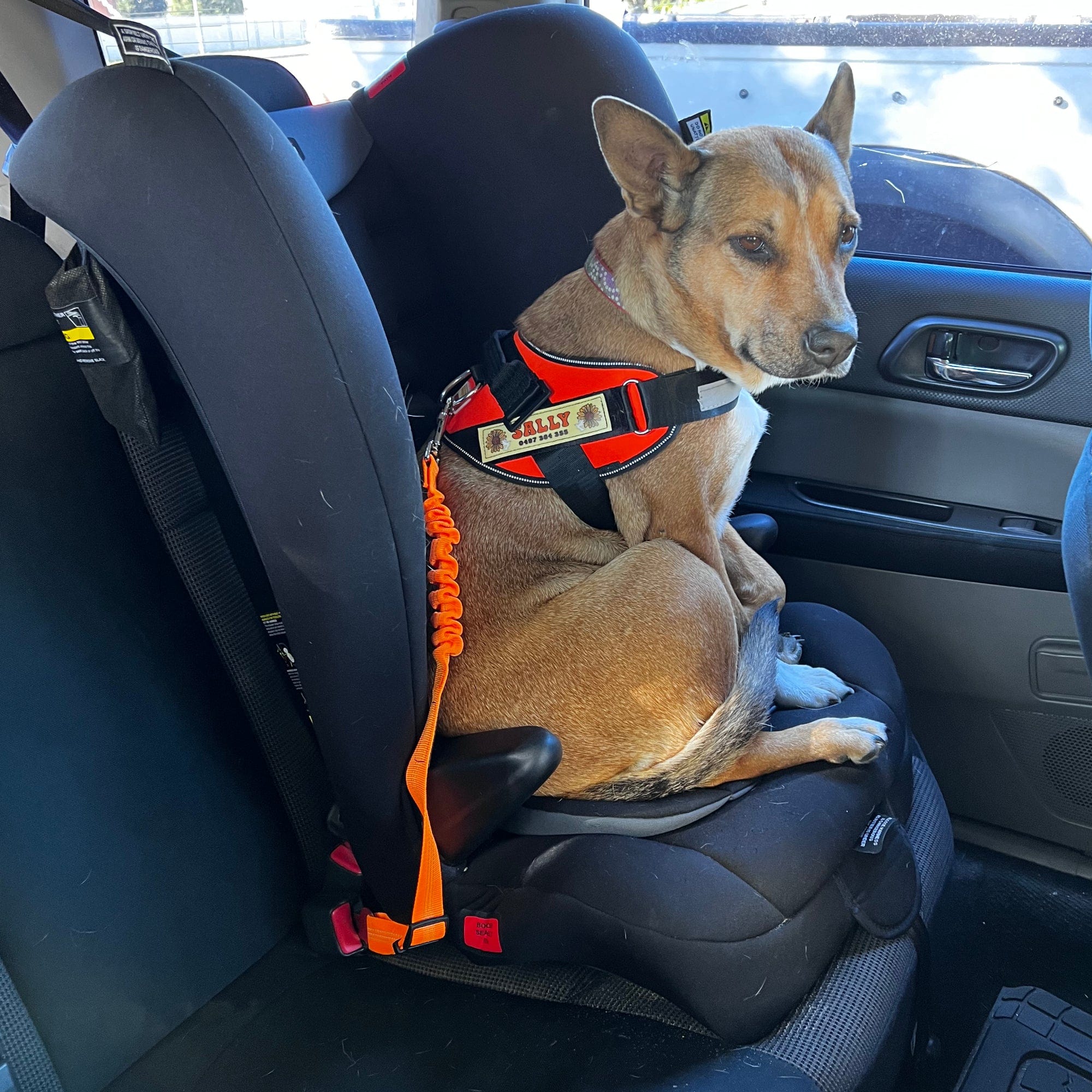 Reflective Shock Absorbing Safety Dog Seat Belt Raiana's Vibes™