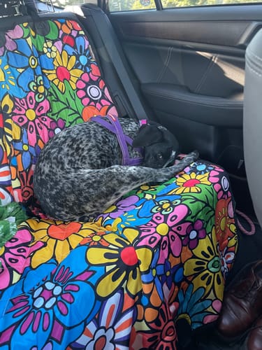 Customer photo from Neely P.